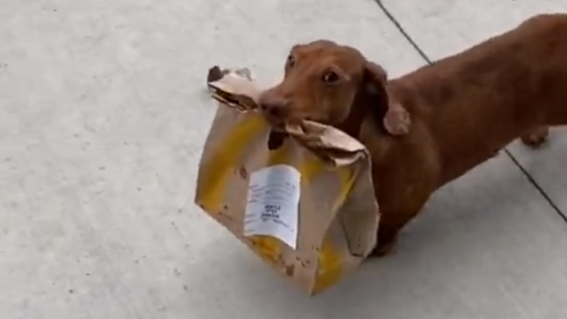 A dachshund holding a McDonalds bag in his mouth