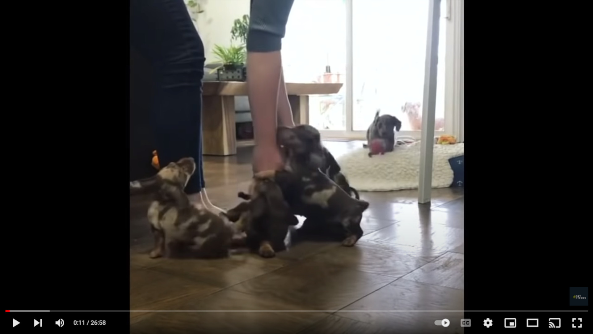 dachshund puppies playing