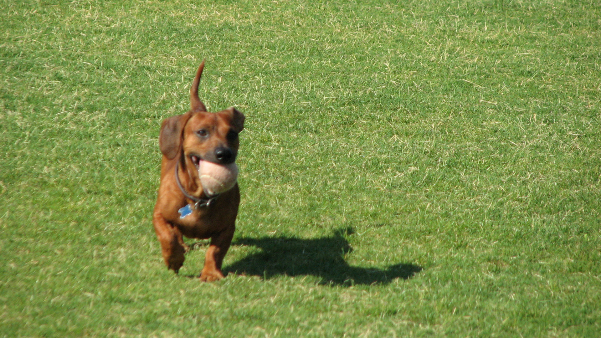 a dachshund running on grass with a tennis ball in his mouth