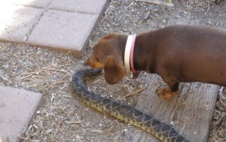 A dachshund sniffing a dead snake