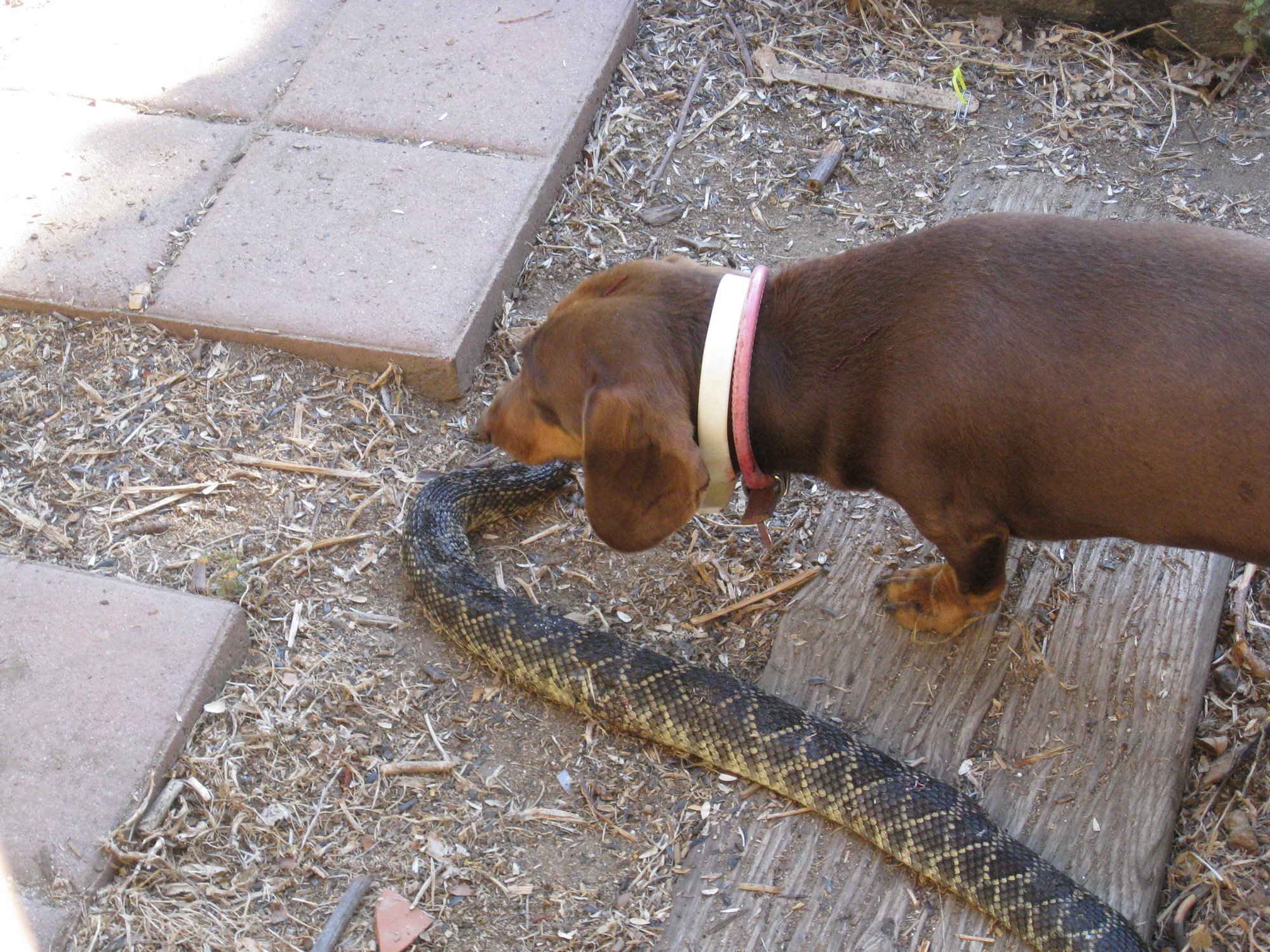 A dachshund sniffing a dead snake