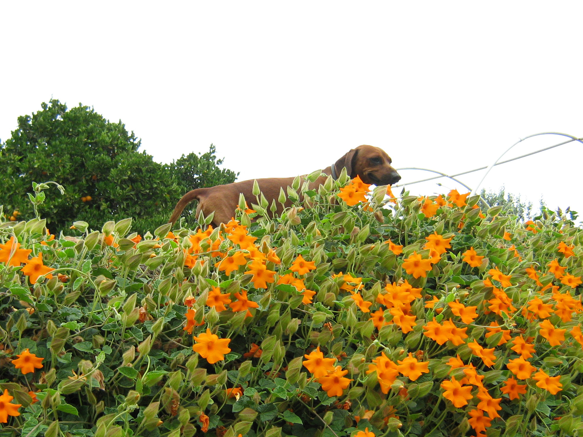 A dachshund standing in flowers on top of a duck cage