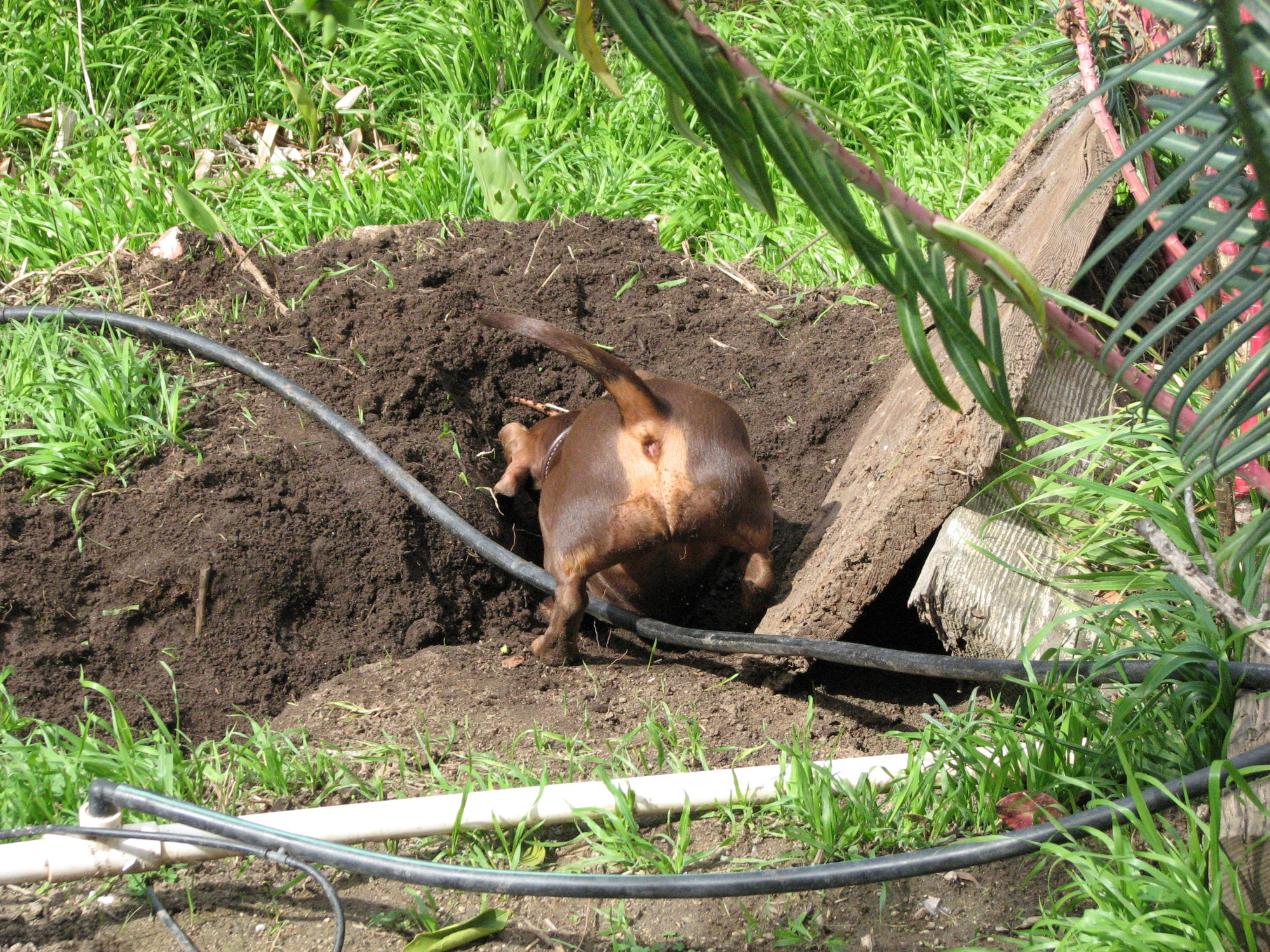 A dachshund digging a hole