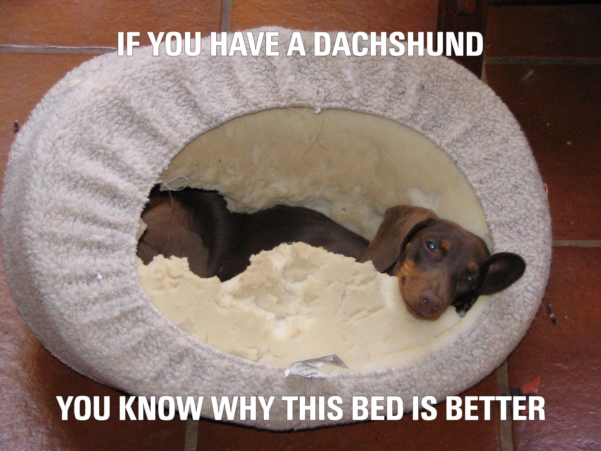 A dachshund puppy lying in an upside down dog bed