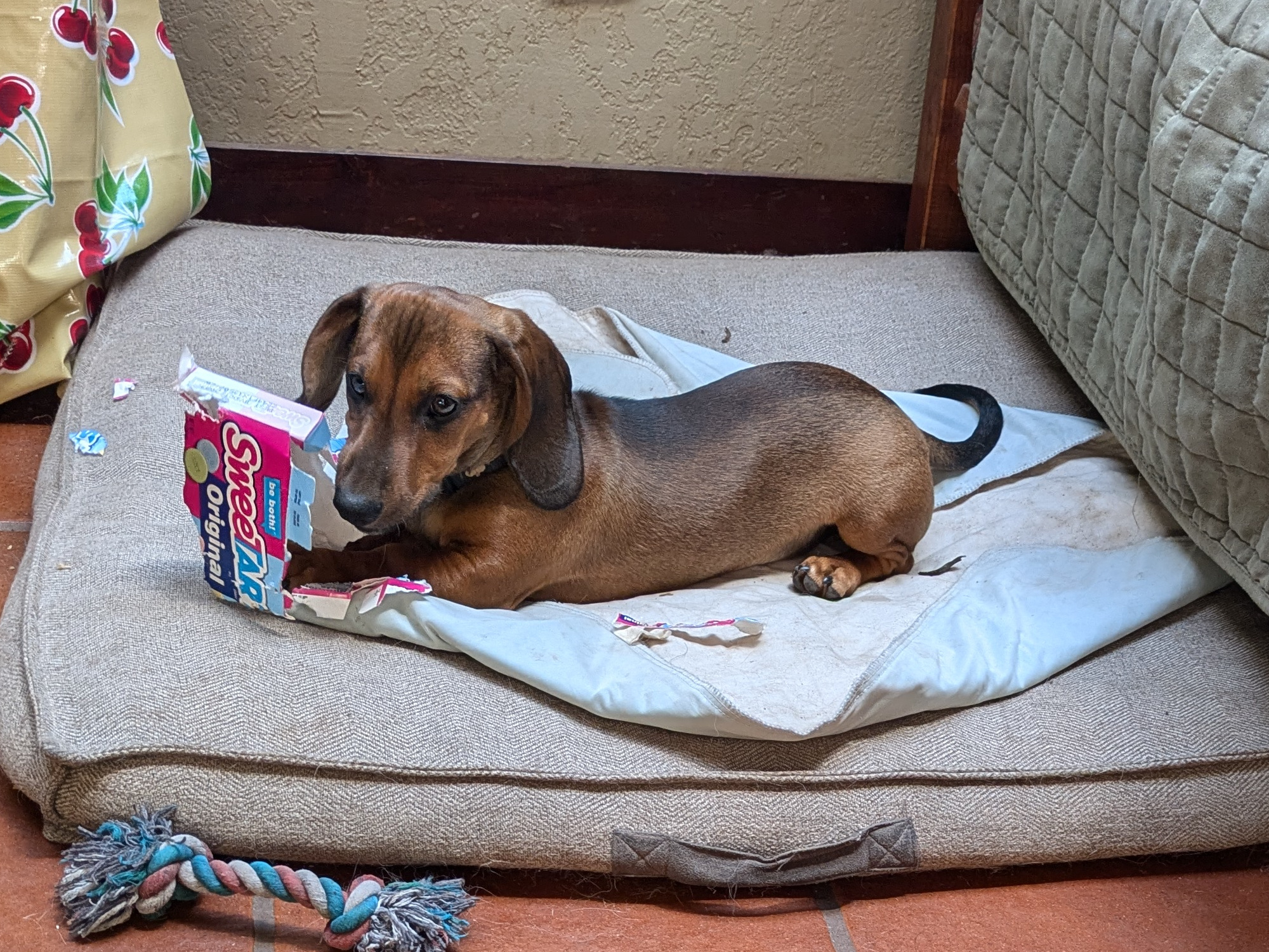 A dachshund puppy playing with an empty candy box