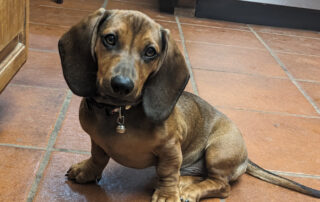 A dachshund puppy sitting on a tile floor