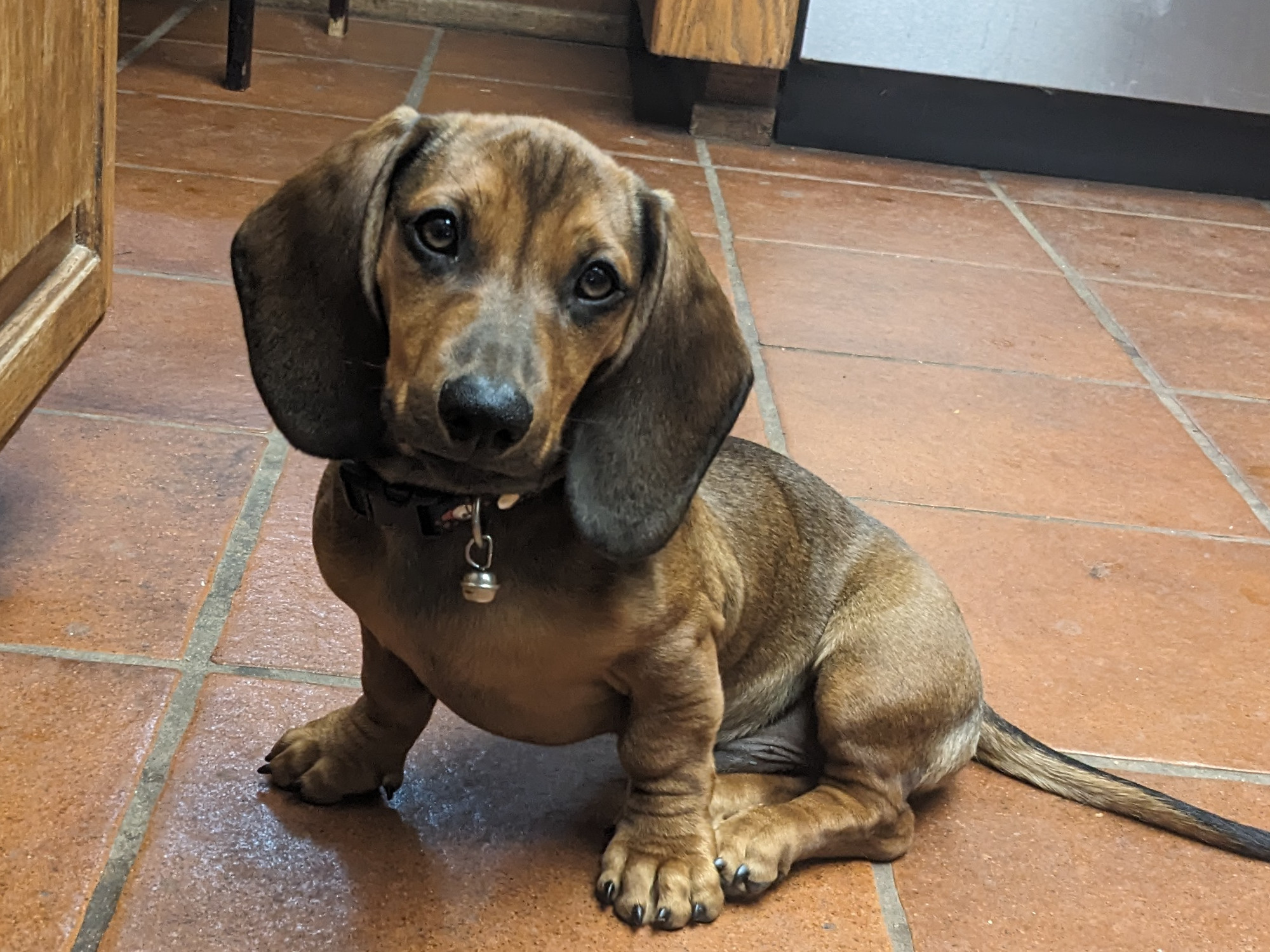A dachshund puppy sitting on a tile floor