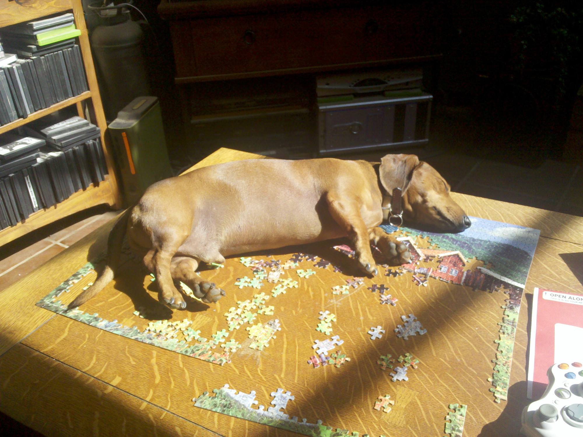 A dachshund sleeping on a puzzle on a coffee table