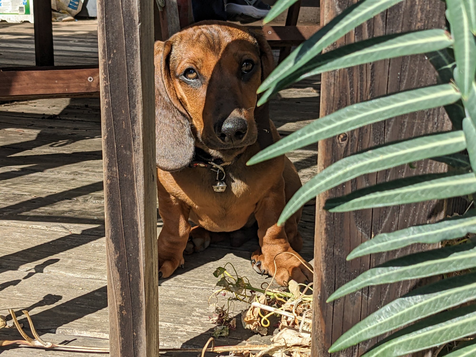 A dachshund puppy looking sad