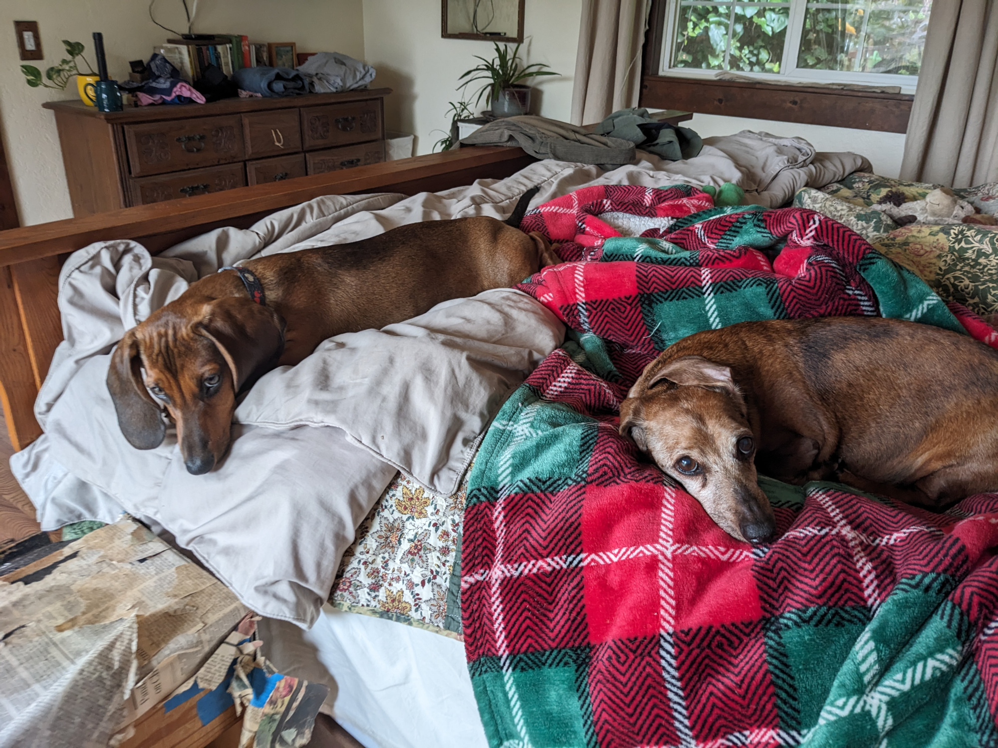 two dachshunds laying on a bed looking toward the camera