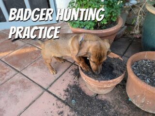 A dachshund puppy digging in a flower pot