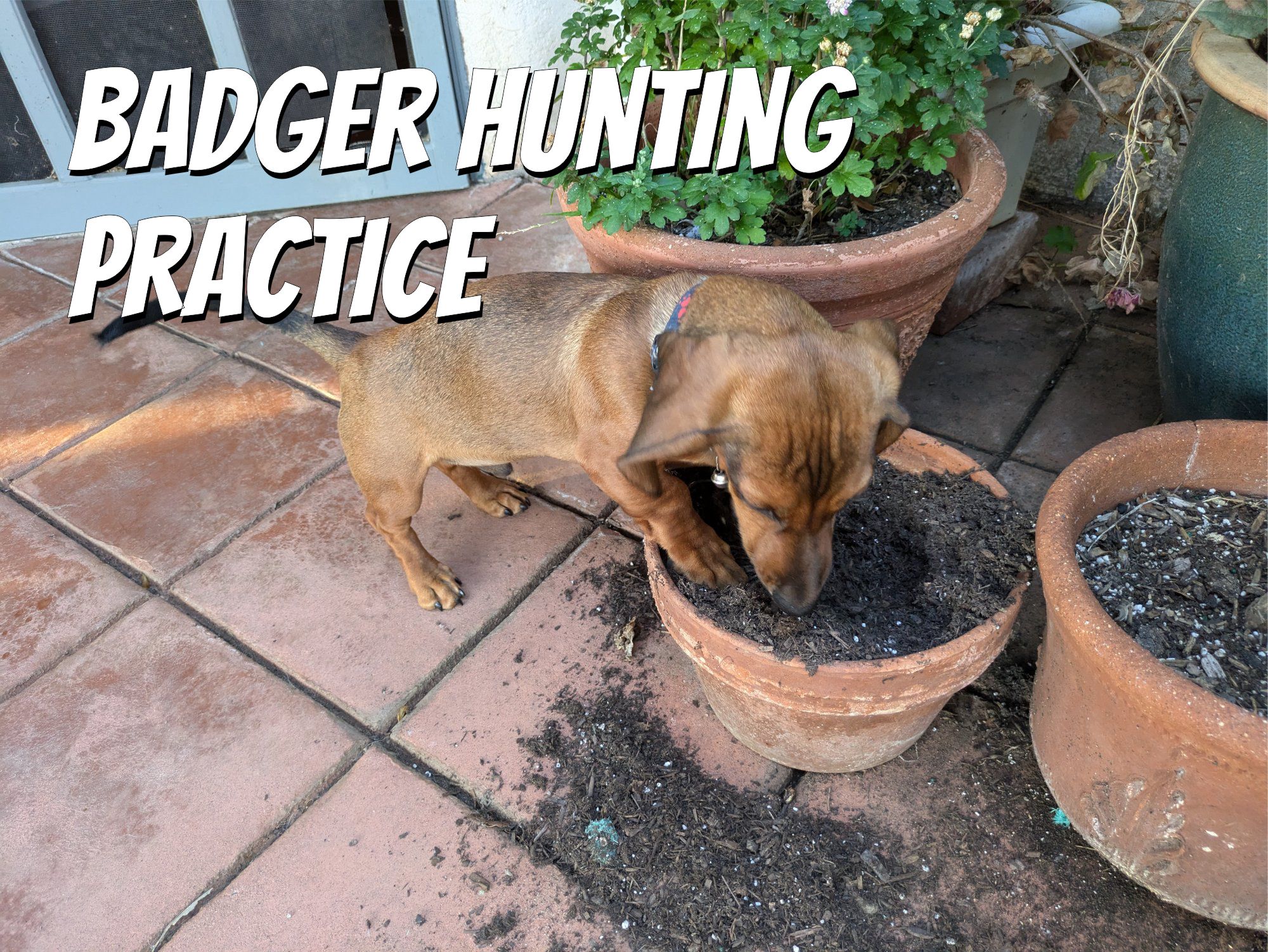 A dachshund puppy digging in a flower pot