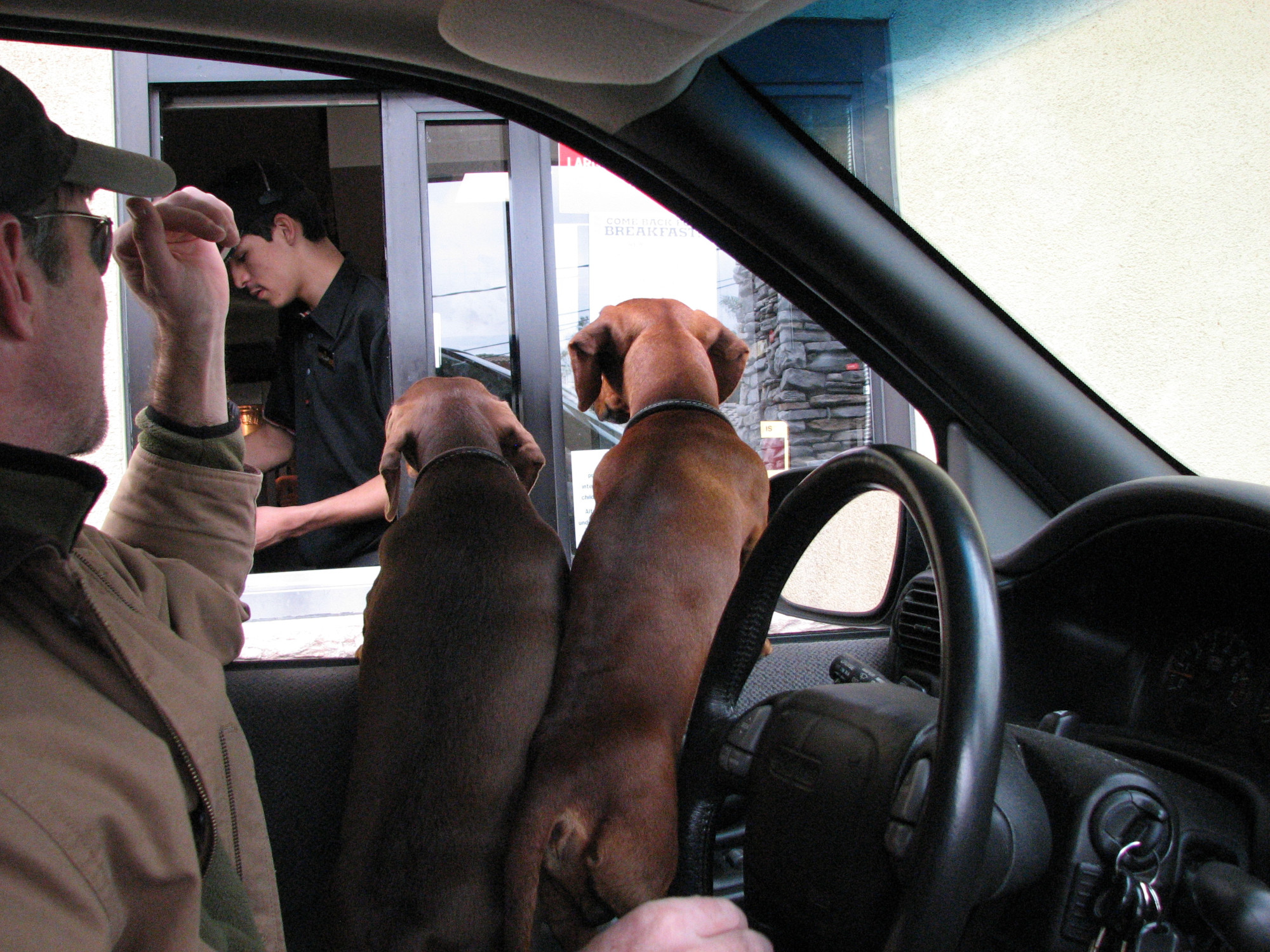 Two dachshunds leaning out a car window at a hamburger drive-thru