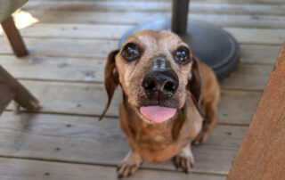 A closeup of a dachshunds face with his tongue sticking out