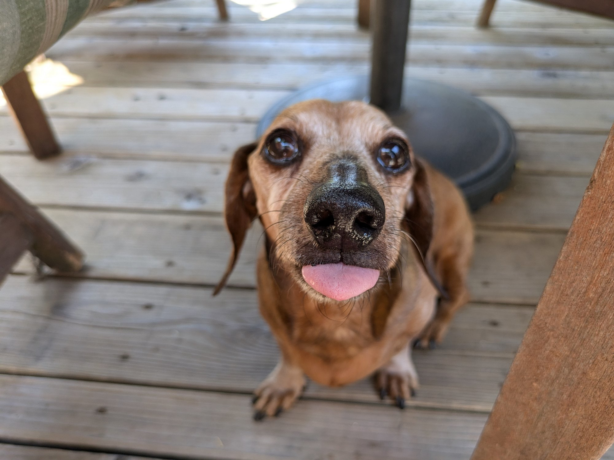 A closeup of a dachshunds face with his tongue sticking out