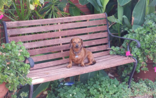 A dachshund sitting by himself on a park bench