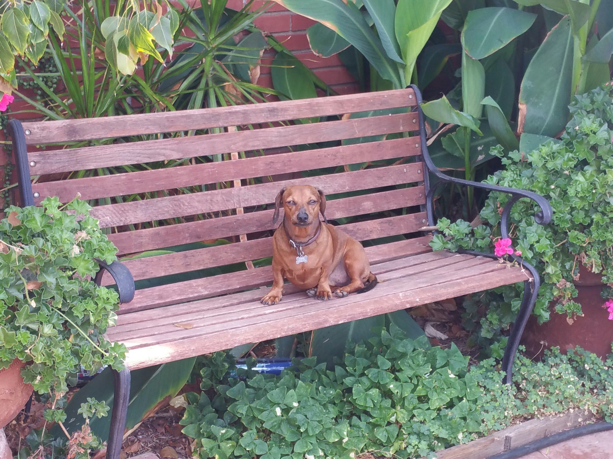 A dachshund sitting by himself on a park bench