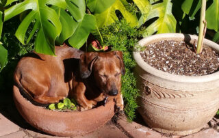 A dachshund sleeping in a plant pot