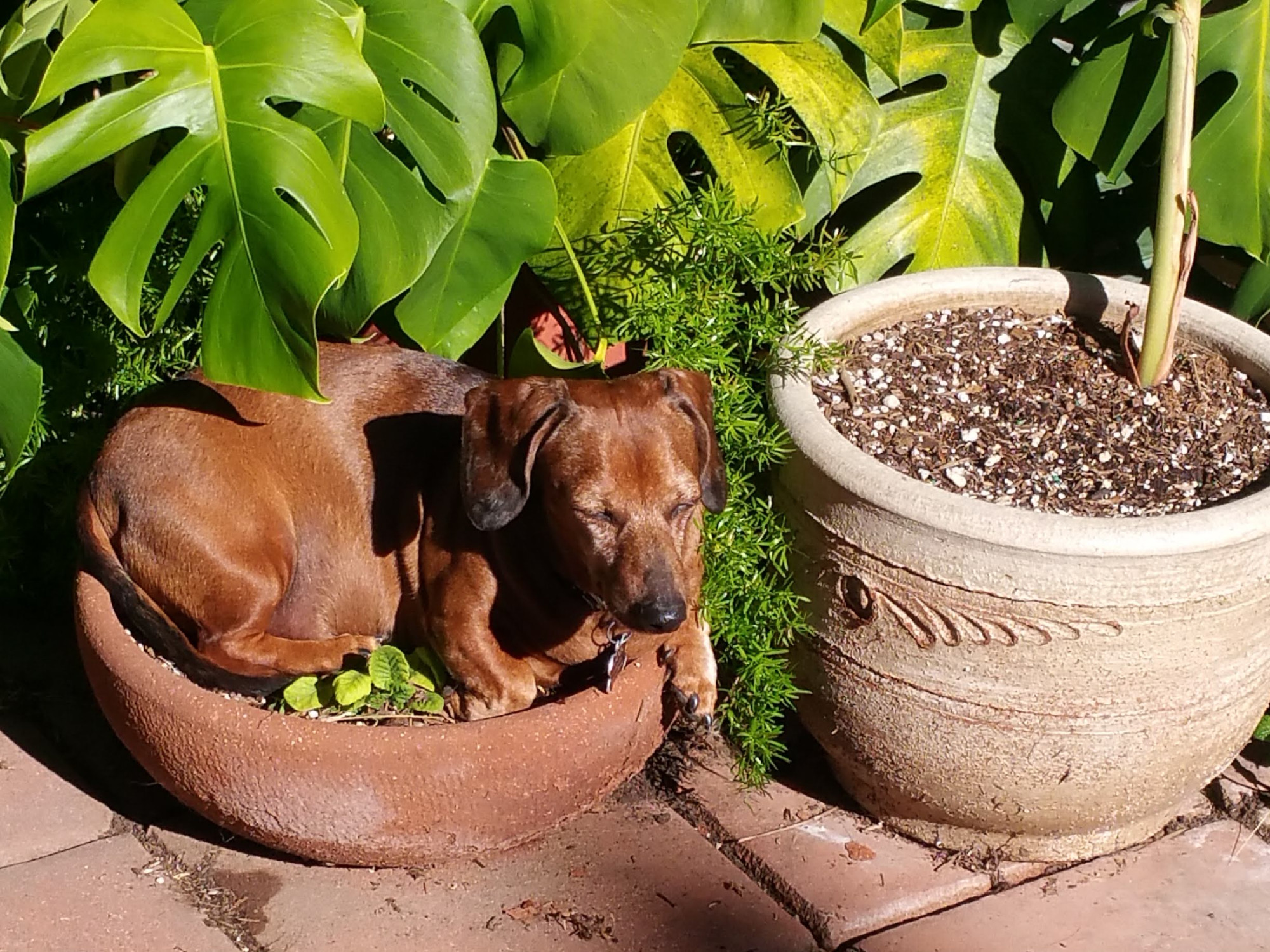 A dachshund sleeping in a plant pot