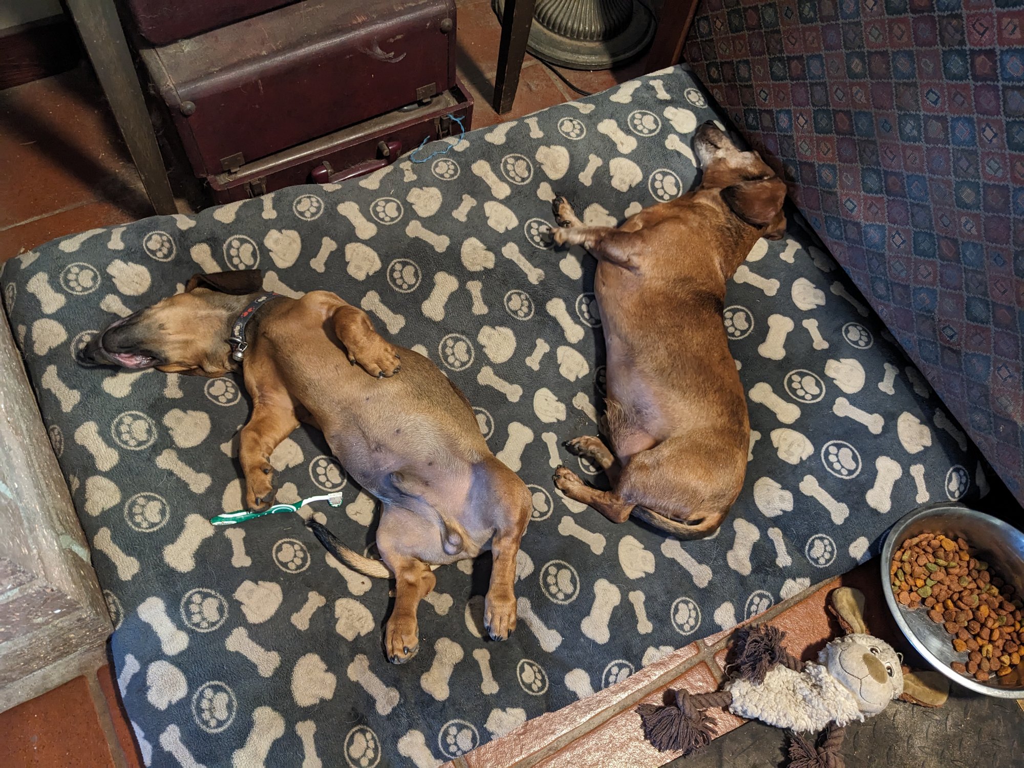 Two dachshunds asleep on a dog bed