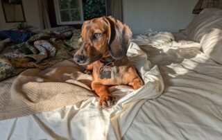 A dachshund sitting on an unmade bed looking to his right