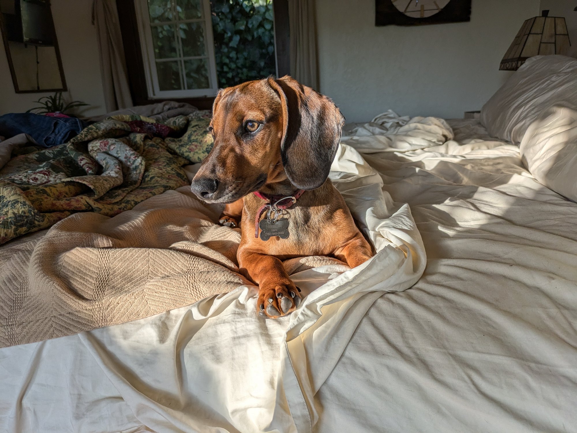 A dachshund sitting on an unmade bed looking to his right