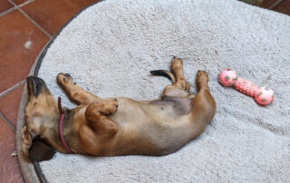 A dachshund puppy sound asleep on his back next to a dog toy