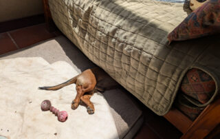 The bootom of a dachshund peeking out from under a couch