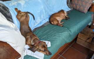 A dachshund puppy sliding down the couch and onto the floor