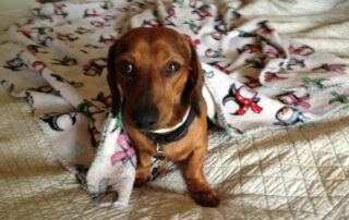 A young dachshund looking out from under a fleece blanket