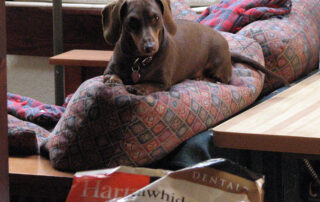 A dachshund sitting on the back of a couch attempting to get rawhide chewies on the counter