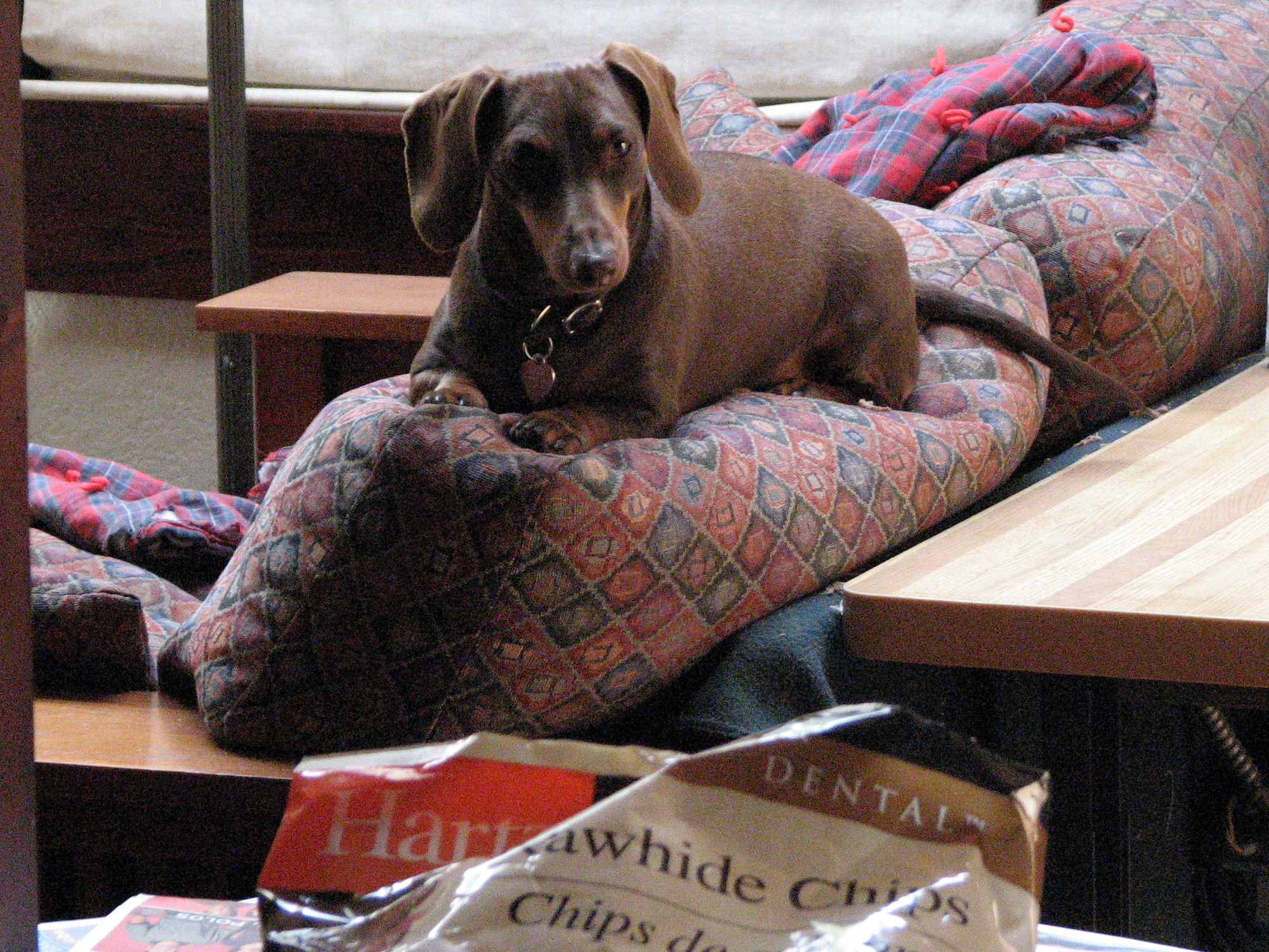 A dachshund sitting on the back of a couch attempting to get rawhide chewies on the counter