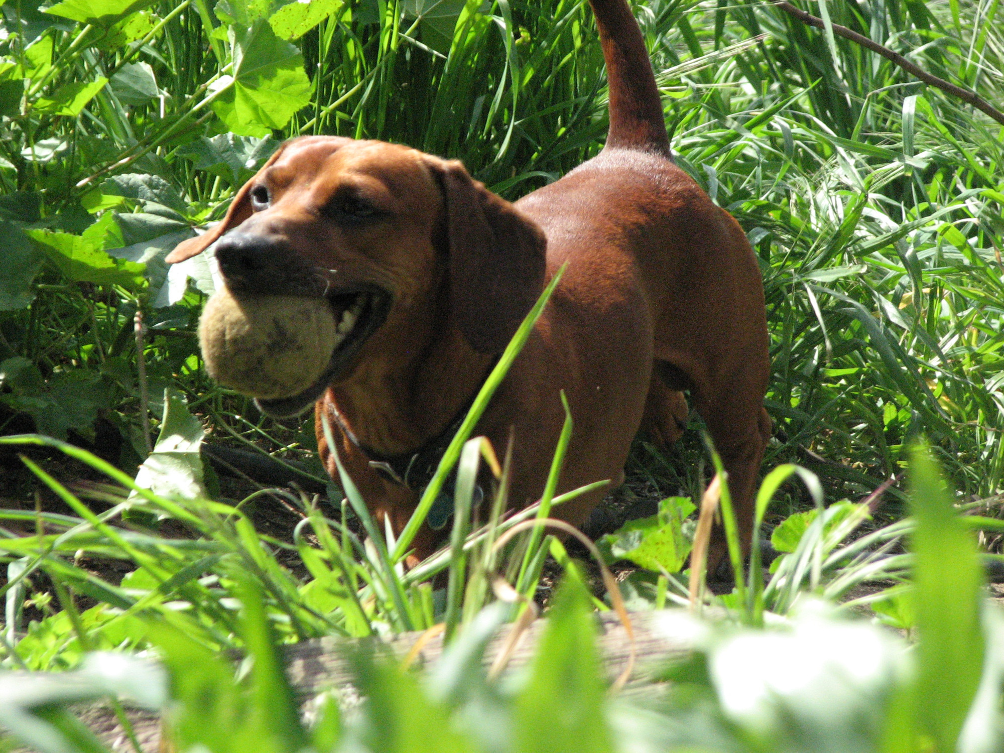 A dachshund with a ball in a field of grass