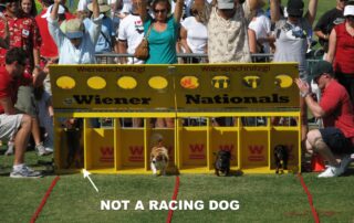 Dachshunds racing