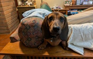 A dachshund puppy with sad eyes