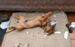 A dachshund puppy with a destroyed foam plate in his mouth