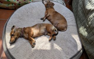 Two dachshunds laying on a round dog bed