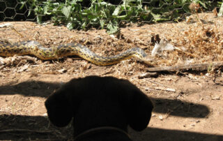 A dachshund looking at a gopher snake