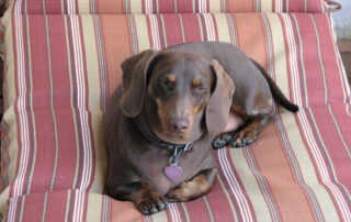 A chocolate dachshund sitting on a lounge chair looking quite serene