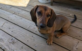 A dachshund puppy squinting his eyes