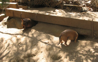 A pair of dachshunds hunting as a team