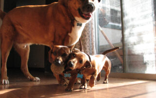 A mastiff standing over two dachshunds