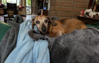 Ol Hank the Dachshund waking up from a nap on the back of the couch