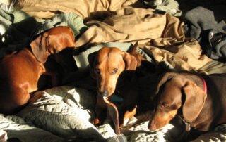 Three Dachshund puppies on a bed in the evening sunlight