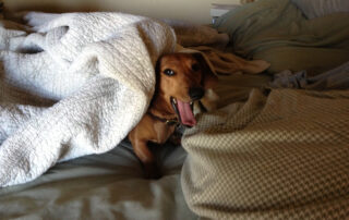 A dachshund poking his head out from under a blanket and yawning