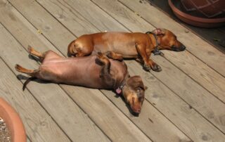 Two dachshunds sleeping in the sun