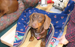 A dachshund peering out from under a pile of fabric