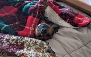 A sleeping dachshund with his head poking out from under a blanket