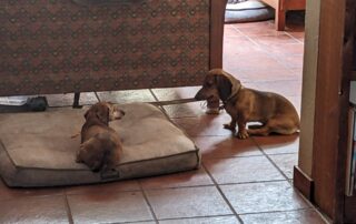 A dachshund looking at another dachshund who has a rawhide chew