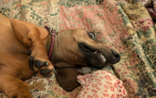 A dachshund with buggy eyes and his teeth showing